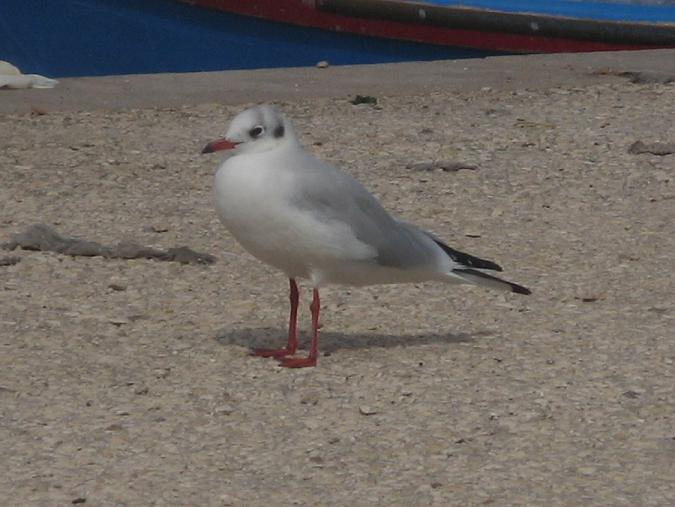 Gabbiani comuni